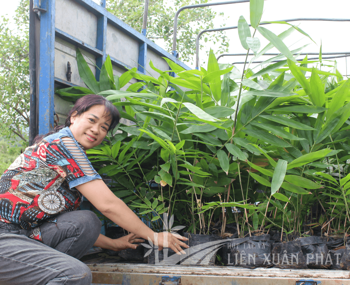 Hợp Tác Xã Nông Lâp Nghiệp và Dịch Vụ Liên Xuân Phát