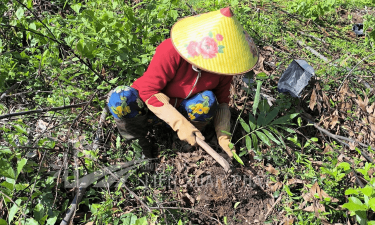 HTX Liên Xuân Phát