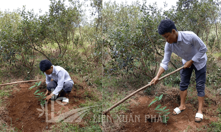 HTX Liên Xuân Phát