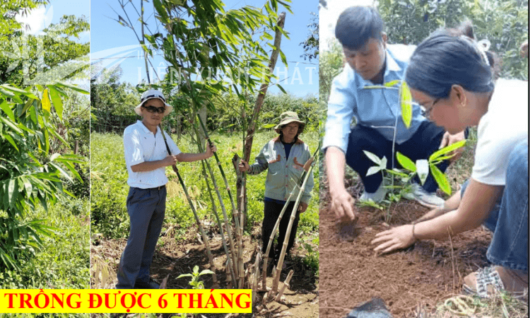 HTX Liên Xuân Phát