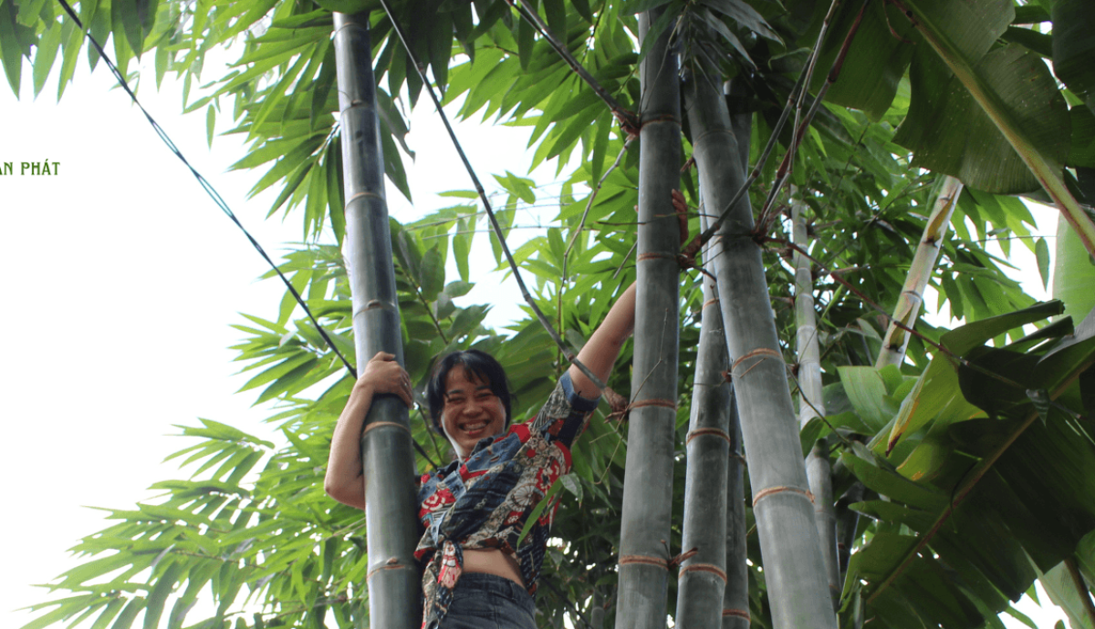 10 lý do tại sao tre là loài thực vật tuyệt vời nhất thế giới