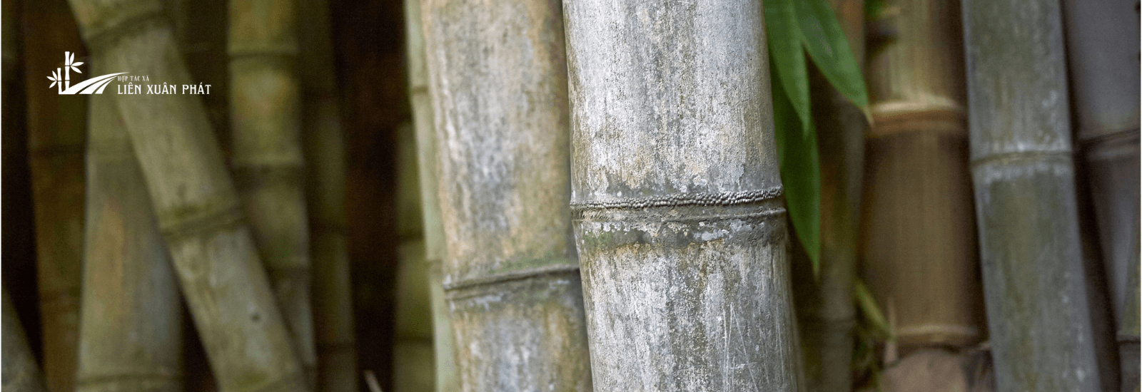 Các loài tre phổ biến ở Việt Nam