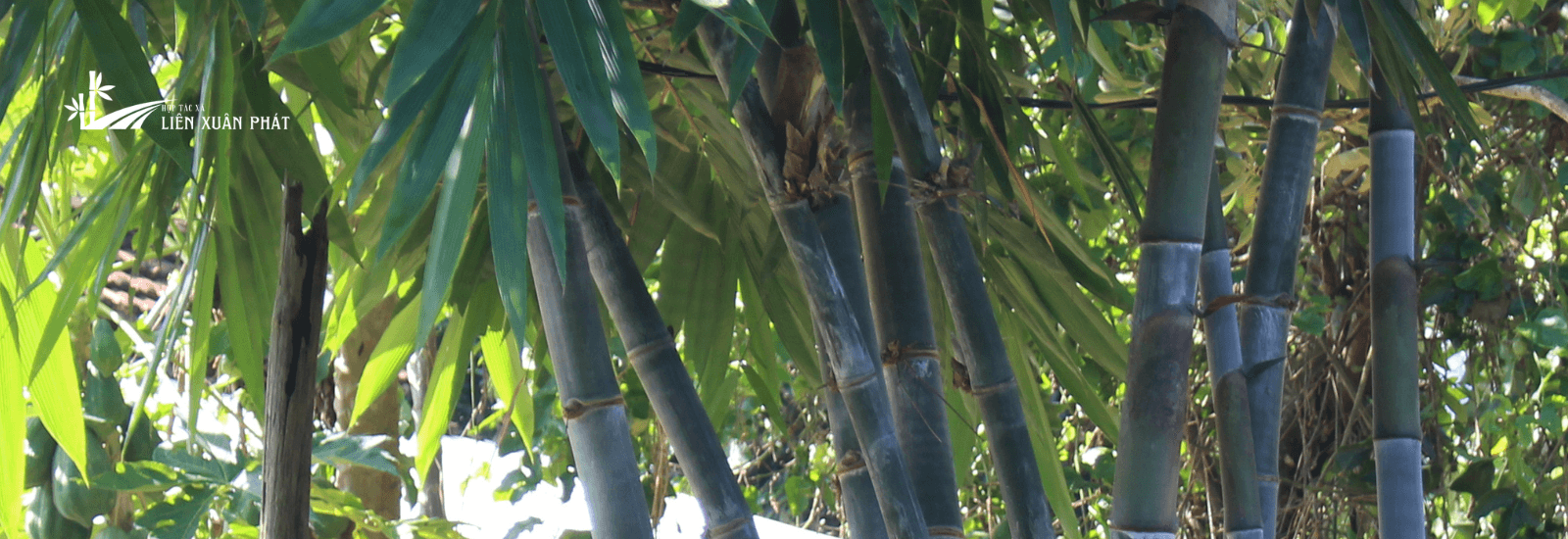 Dự Báo Sản Lượng Gỗ Cho 1 Ha Tre Khổng Lồ
