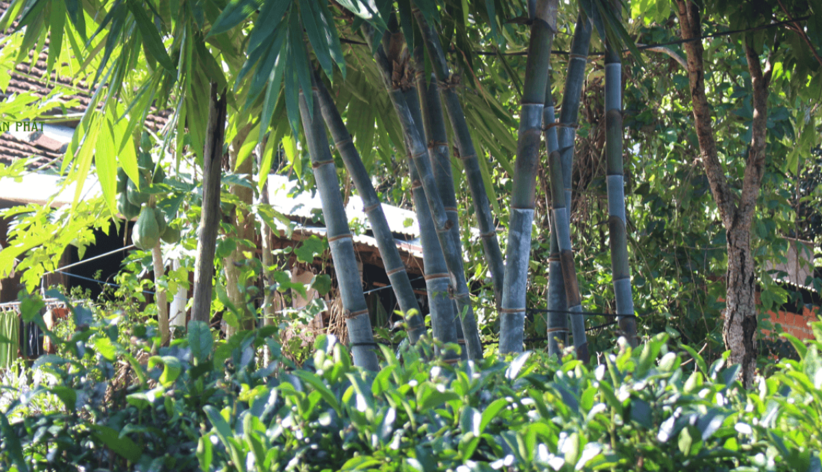 HTX Liên Xuân Phát