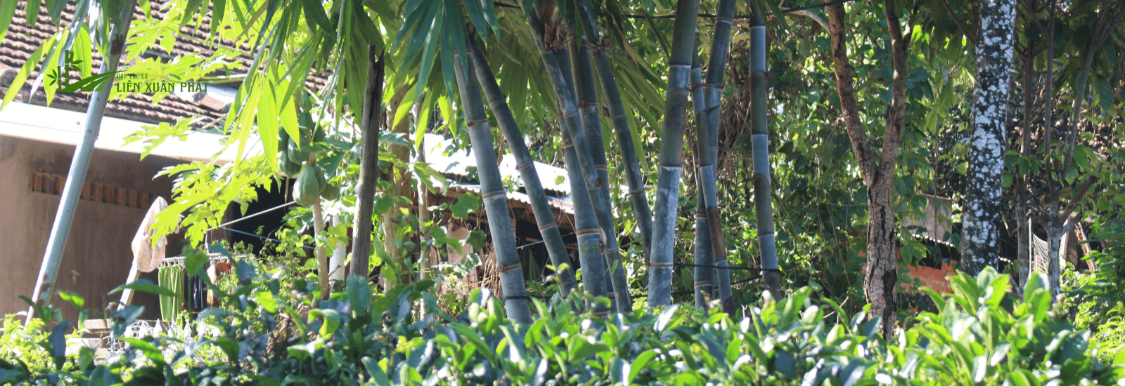 HTX Liên Xuân Phát