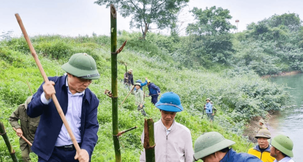 Một huyện ở Nghệ An dân đang trồng 60.000 cây tre dọc bờ sông Lam