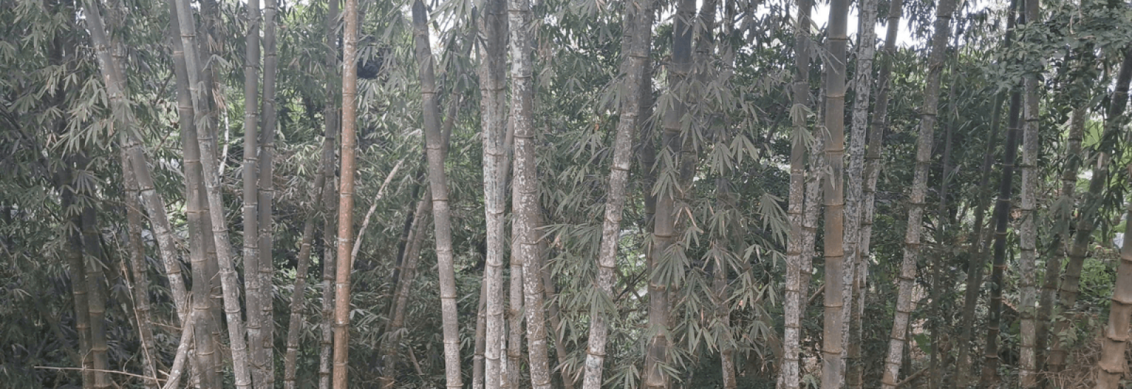 Vườn Tre khổng lồ