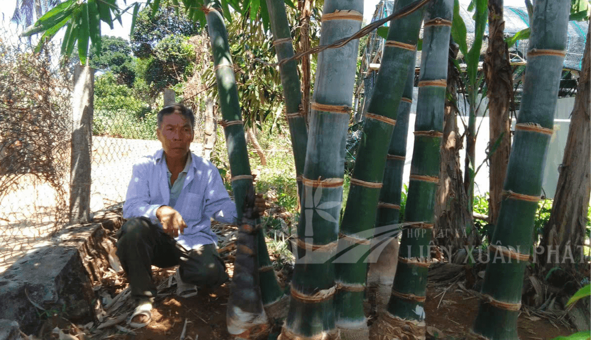 Hợp Tác Xã Nông Lâm Nghiệp và Dịch Vụ Liên Xuân Phát