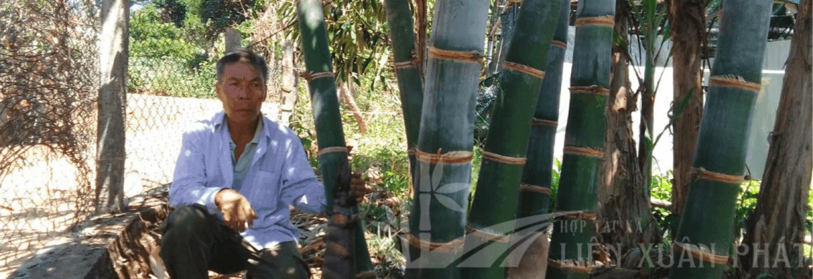 Hợp Tác Xã Nông Lâm Nghiệp và Dịch Vụ Liên Xuân Phát