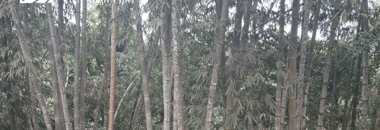 Tre khổng lồ Việt Nam