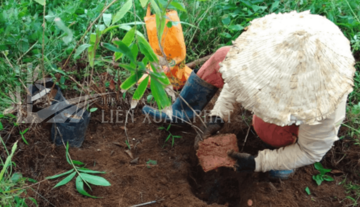 HTX Liên Xuân Phát