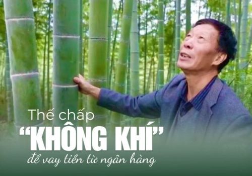 Rừng tre khổng lồ-Thế chấp không khí từ trồng tre