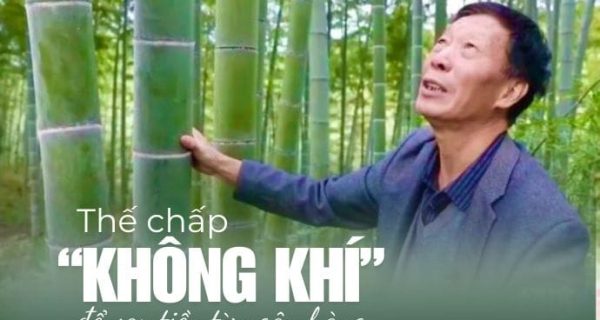 Rừng tre khổng lồ-Thế chấp không khí từ trồng tre