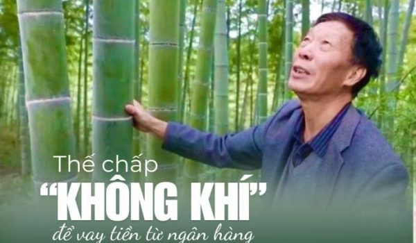 Rừng tre khổng lồ-Thế chấp không khí từ trồng tre