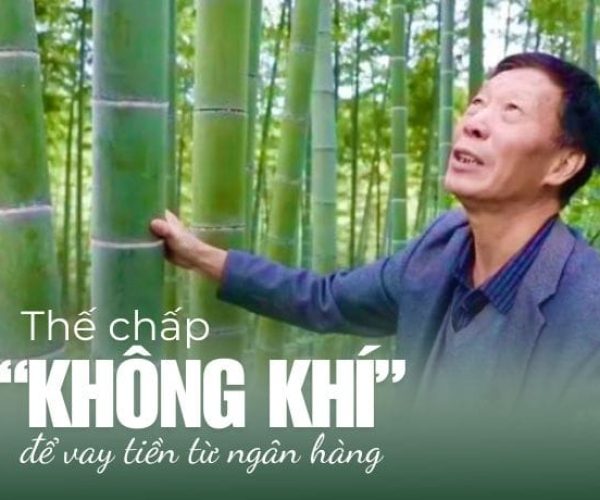 Rừng tre khổng lồ-Thế chấp không khí từ trồng tre