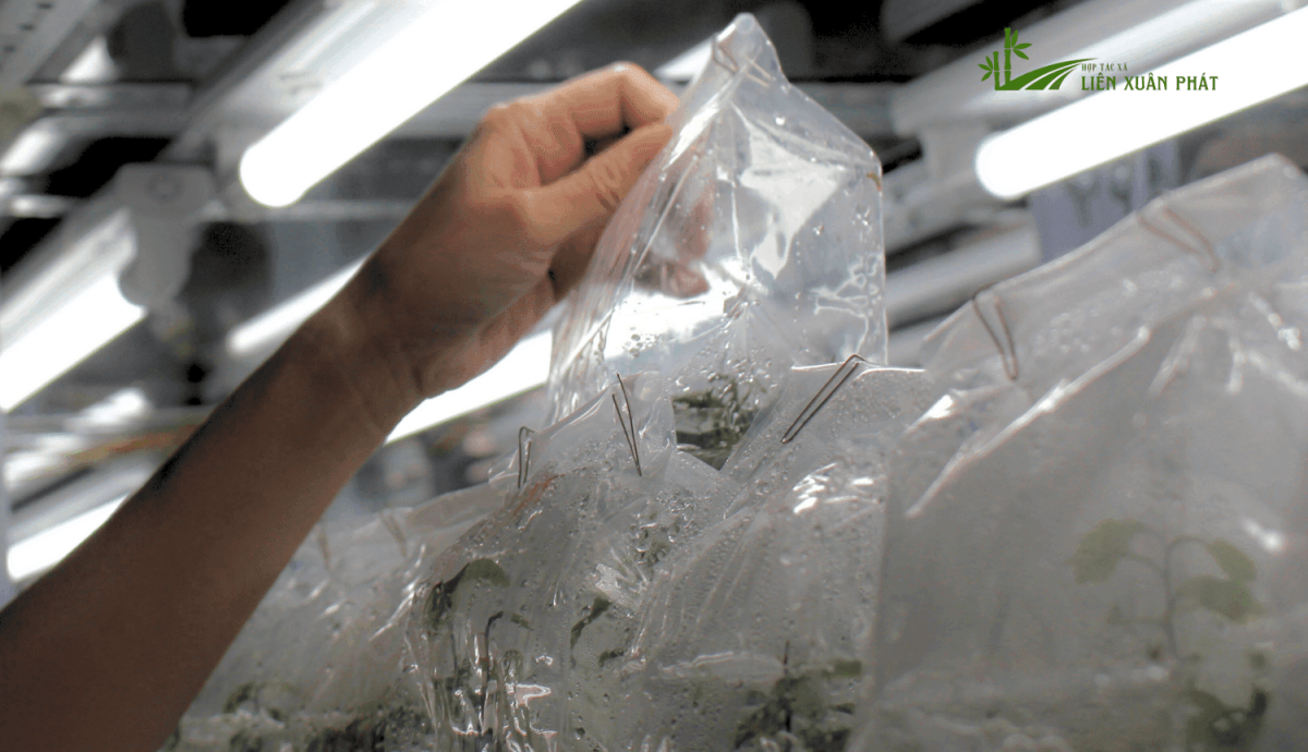 cấy mô 21 giống tre khổng lồ thành công