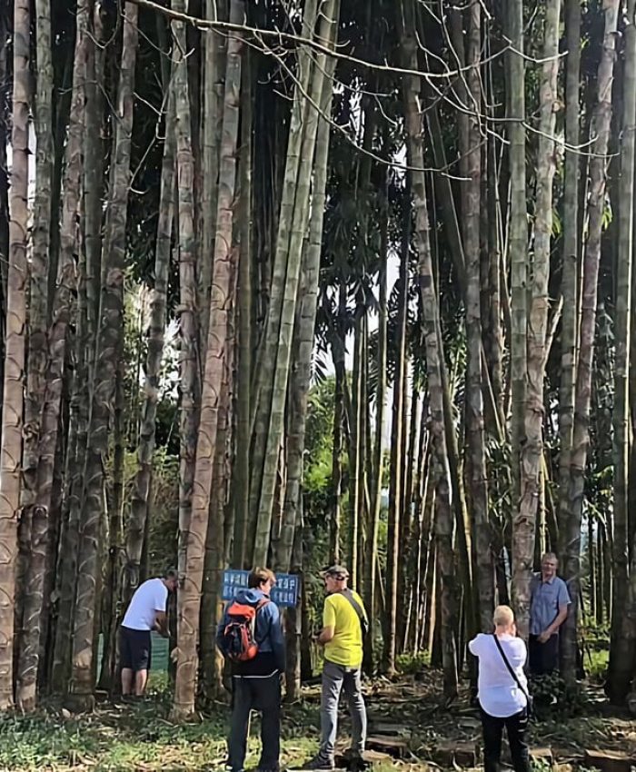 Dendrocalamus Sinicus