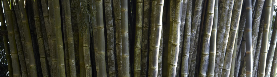 bụi tre rồng khổng lồ - Dendrocalamus Sinicus