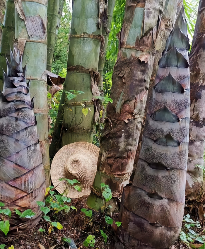 Măng Tre rồng - Tre rồng khổng lồ - Dendrocalamus Sinicus