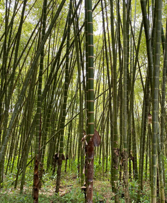 Rừng tre Guadua Angustifolia