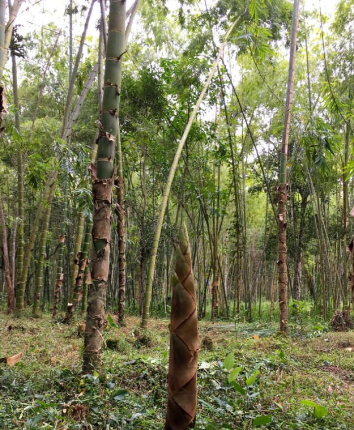 măng Tre Guadua Angustifolia