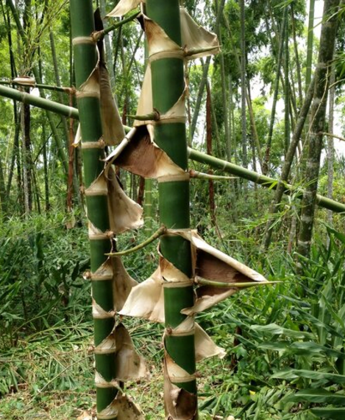 bẹ tre Guadua Angustifolia