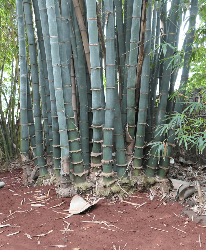 cây tre Dendrocalamus giganteus