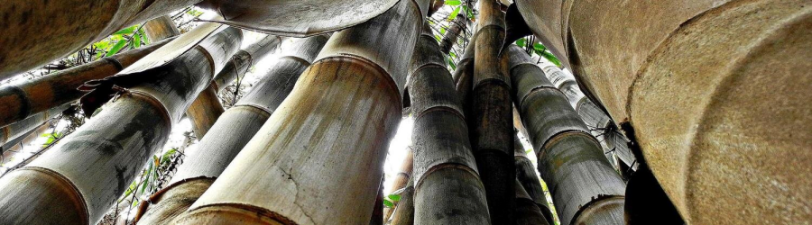 bụi tre dendrocalamus giganteus