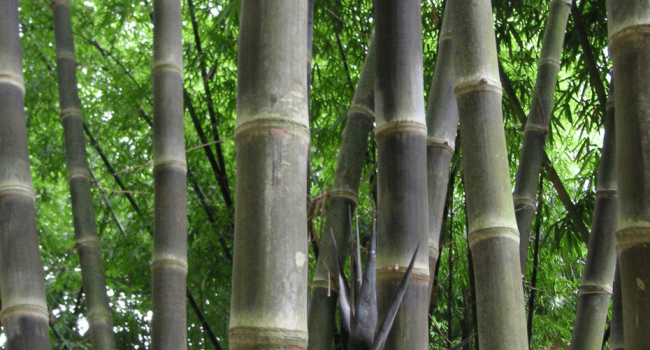 dendrocalamus asper “hitung” clumps dendrocalamus asper "hitung"